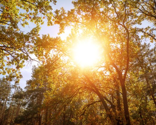 Pourquoi les yogis saluent-ils le soleil ?