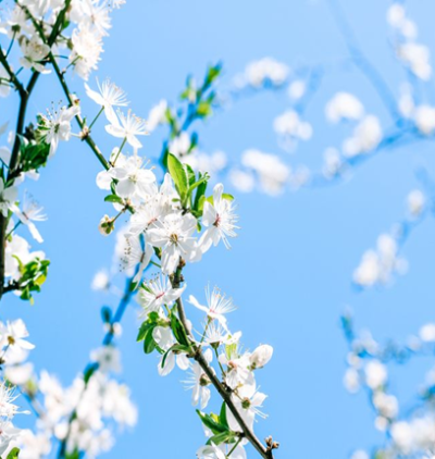 Pranayama de printemps : Éveillez votre énergie ! Chin Mudra