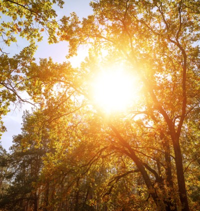Pourquoi les yogis saluent-ils le soleil ? Chin Mudra