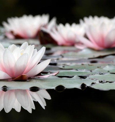 Vasanta, Kamadeva et le réveil de Shiva Chin Mudra