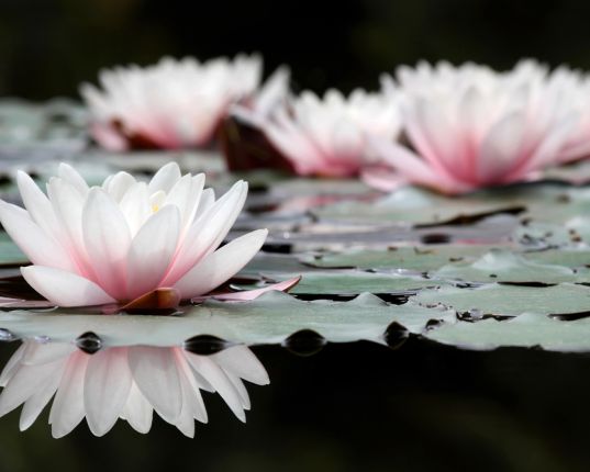 Vasanta, Kamadeva et le réveil de Shiva Chin Mudra