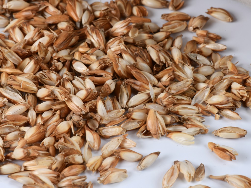 Balle d'épeautre certifié Biologique - 1kg Balle d'épeautre