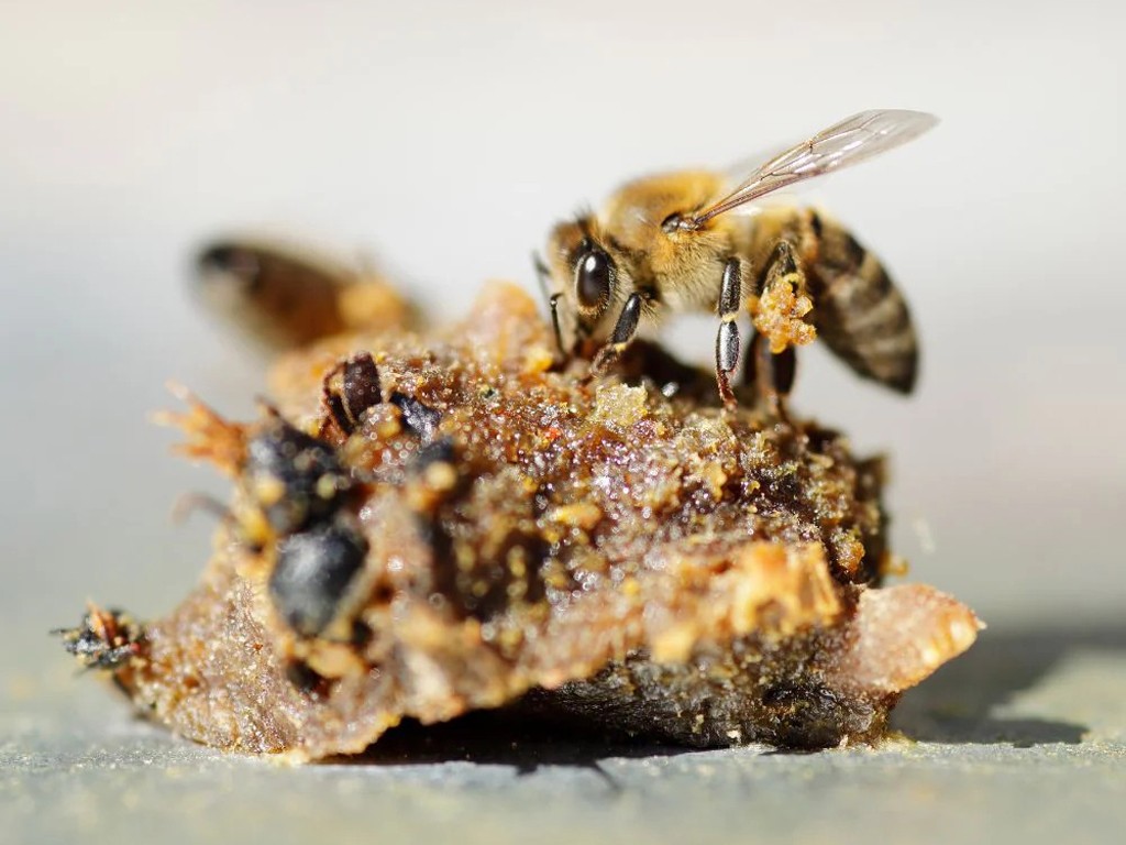 Monodoses de Propolis 20 monodoses
