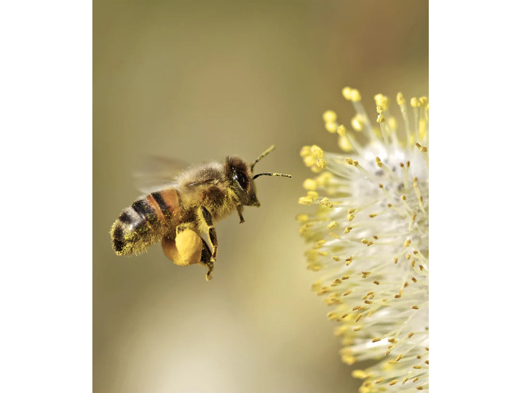 Soin Joli Teint Effet Velours 50ml