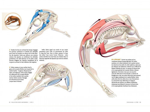 Article de Yoga Anatomie des Ouvertures des Hanches et des Flexions Avant Ray Long