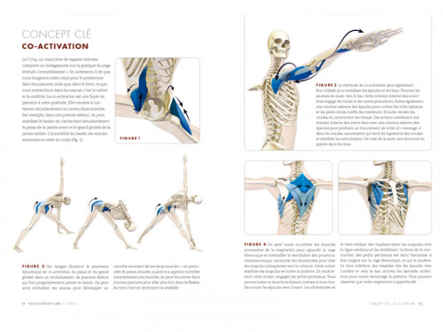 Article de Yoga Anatomie des Postures Debout et du Vinyasa Ray Long