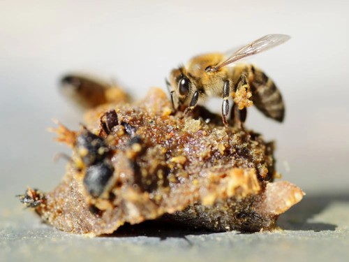 Article de Yoga Monodoses de Propolis 20 monodoses