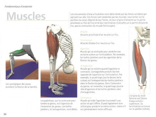Article de Yoga Yoga Anatomie Les Muscles