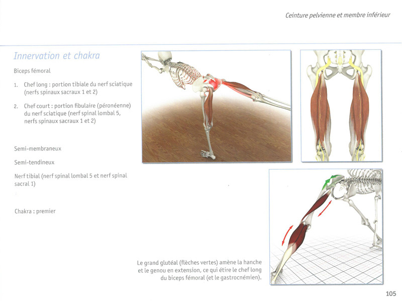 Yoga Anatomie Les Muscles