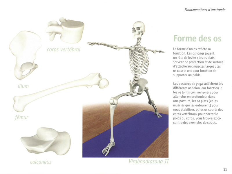 Anatomia dello yoga Muscoli