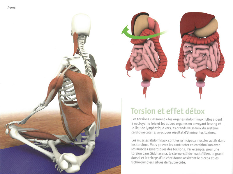 Yoga Anatomie Les Muscles