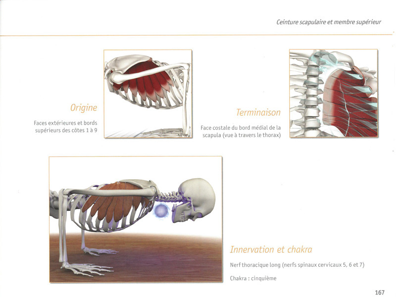 Yoga Anatomie Les Muscles