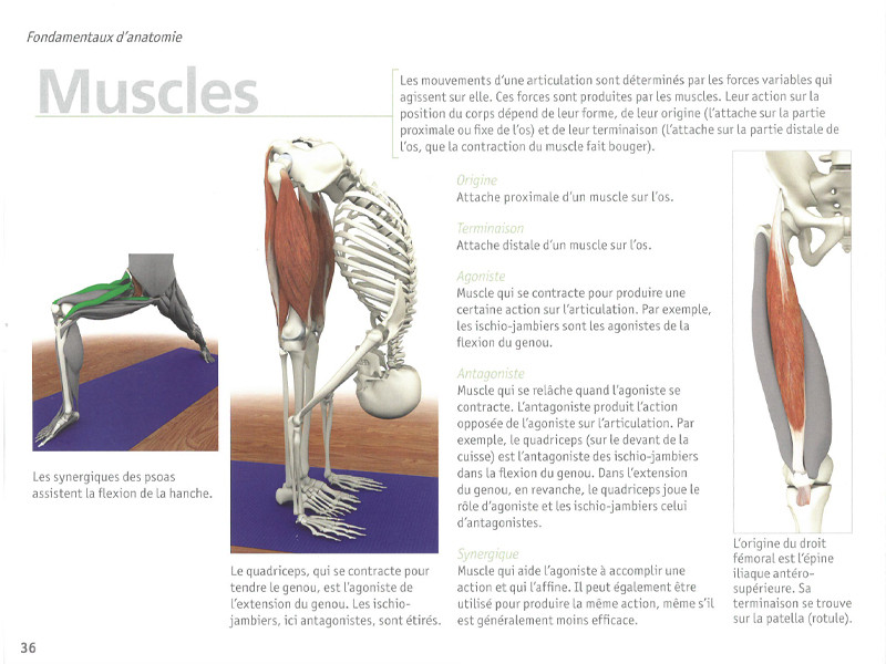 Anatomia dello yoga Muscoli