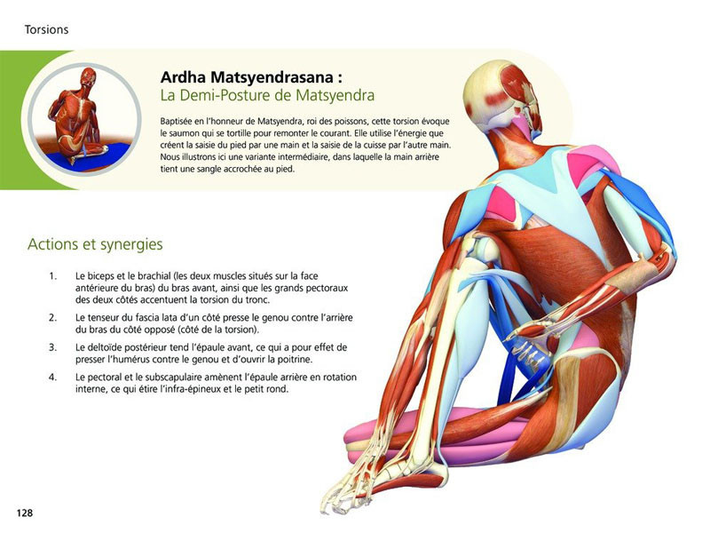 Yoga-Anatomie Haltungen