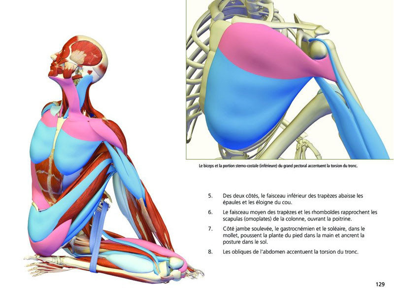 Yoga-Anatomie Haltungen