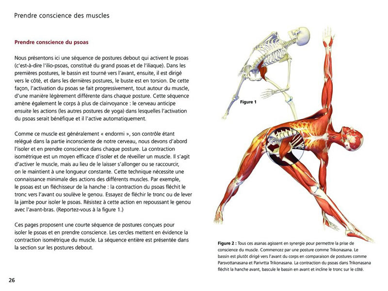Yoga-Anatomie Haltungen