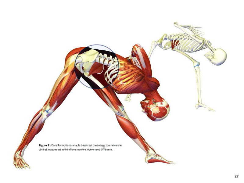 Yoga-Anatomie Haltungen